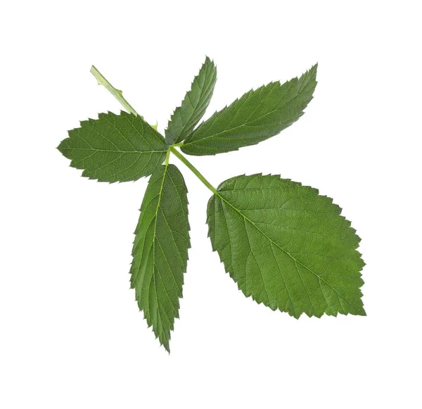 Čerstvé Zelené Ostružinové Listy Izolované Bílém — Stock fotografie