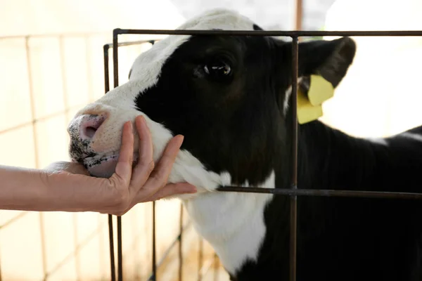 Frau Streichelt Kälbchen Auf Bauernhof Nahaufnahme Tierhaltung — Stockfoto