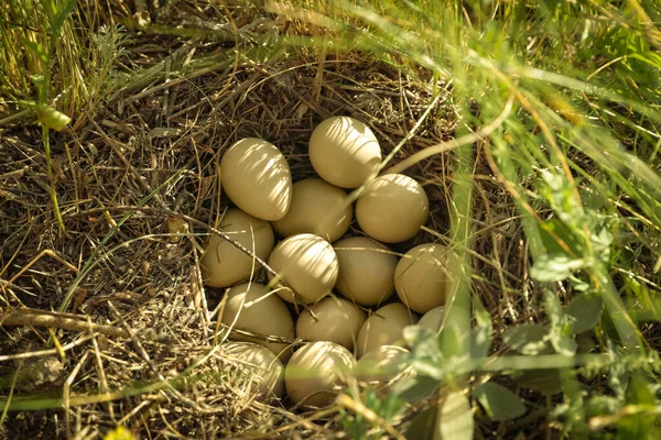 Schönes Vogelnest Mit Vielen Gras Versteckten Eiern Sonnigen Tagen — Stockfoto