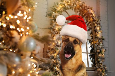 Noel için arka planda süslenmiş Noel Baba şapkalı şirin Alman çoban köpeği.