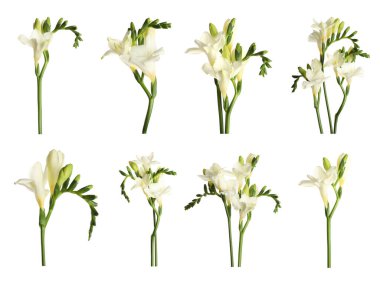 Beyaz arkaplanda güzel kokulu frezya çiçekleriyle ayarlanmış.