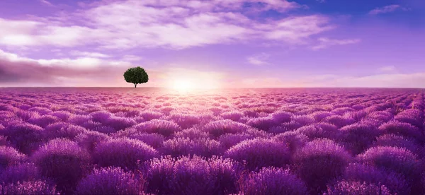 Wunderschönes Lavendelfeld Mit Einem Einzigen Baum Unter Herrlichem Himmel Bei — Stockfoto