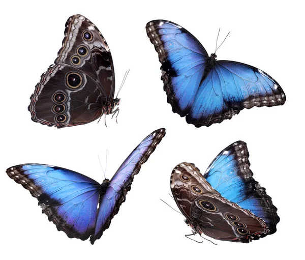 Conjunto Hermosas Mariposas Morfo Azul Sobre Fondo Blanco —  Fotos de Stock