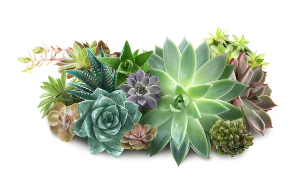 Collection Different Beautiful Succulents White Background — Stock Photo, Image