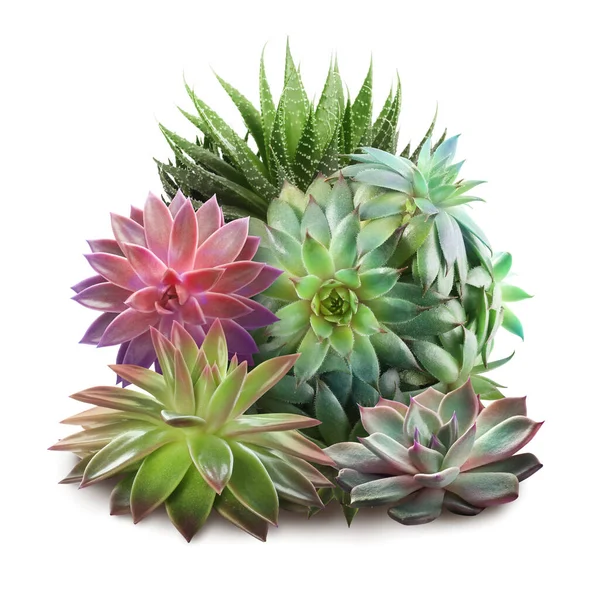 Raccolta Diverse Belle Succulente Sfondo Bianco — Foto Stock