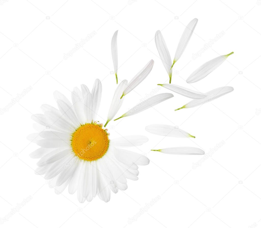 Chamomile flower with flying petals on white background