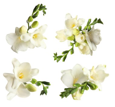 Beyaz arkaplanda güzel kokulu frezya çiçekleriyle ayarlanmış.