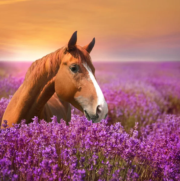 Hermoso Caballo Castaño Campo Lavanda Atardecer — Foto de Stock