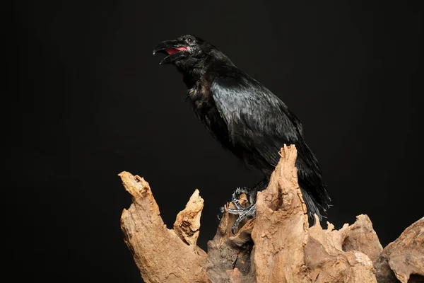 Hermoso Cuervo Común Encaramado Madera Sobre Fondo Oscuro —  Fotos de Stock