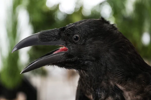 Corvo Comum Bonito Com Bico Aberto Livre Close — Fotografia de Stock