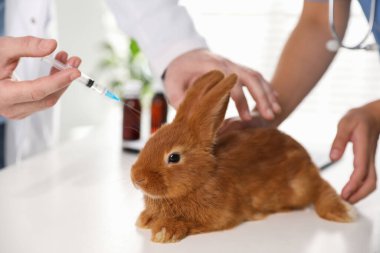 Profesyonel veterinerler klinikte tavşan aşısı yapıyor.