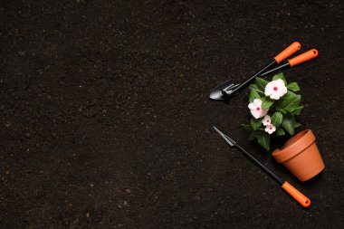 Bahçecilik araçları ve toprak üzerinde çiçek ile düz kompozisyon, metin için boşluk