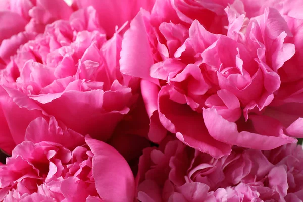 Nahaufnahme Von Schönen Rosa Pfingstrosenblüten — Stockfoto