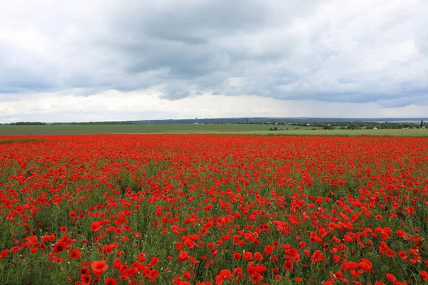 Beautiful Red Poppy Flowers Growing Field — Stock Photo, Image