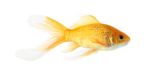 Красива Яскрава Маленька Золота Рибка Ізольована Білому — стокове фото