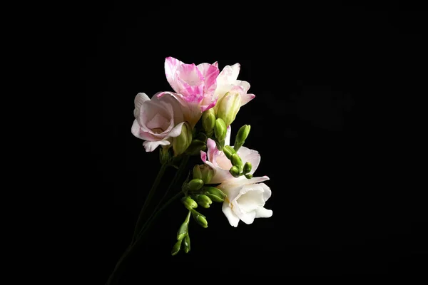 Vacker Ljus Freesia Blommor Svart Bakgrund — Stockfoto