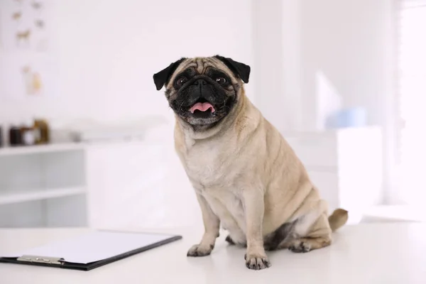 Netter Mops Auf Weißem Tisch Der Klinik Impftag — Stockfoto