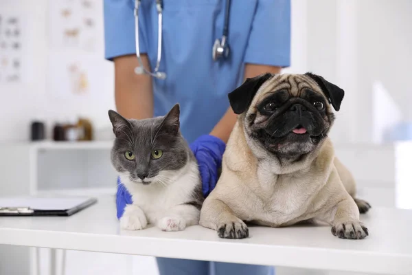 Veterinarian Examining Cute Pug Dog Cat Clinic Closeup Vaccination Day — Stock Photo, Image