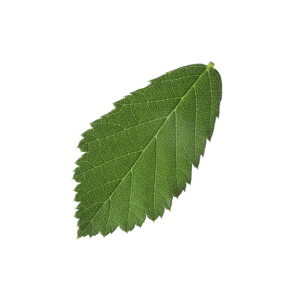 Свіжий Зелений Лист Ожини Ізольований Білому — стокове фото