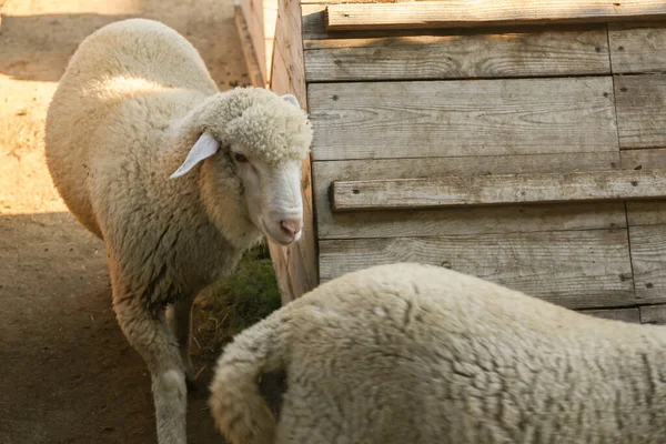 Cute Śmieszne Owce Farmie Hodowla Zwierząt — Zdjęcie stockowe