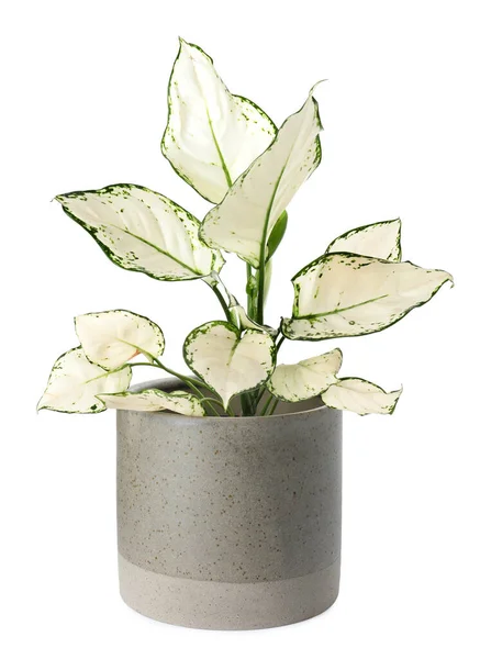 Tumbuhan Aglaonema Yang Cantik Dalam Pot Bunga Yang Diisolasi Dengan — Stok Foto