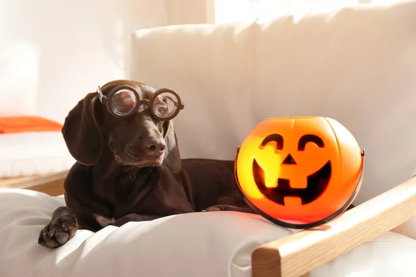 Adorable German Shorthaired Pointer Perro Gafas Divertidas Con Truco Halloween — Foto de Stock