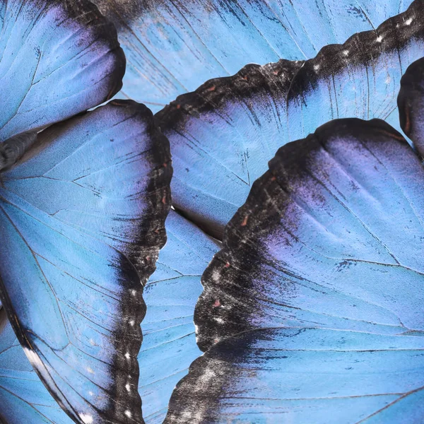 Красиві Морфо Метеликові Крила Фон Крупним Планом — стокове фото