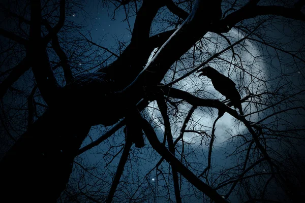 stock image Creepy black crow croaking on tree branch under full moon at night