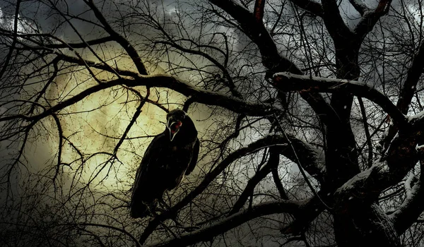 Hátborzongató Fekete Varjú Nyikorog Ijesztő Erdőben Teliholdkor Éjszaka — Stock Fotó