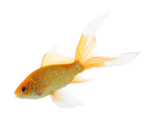 Beautiful Bright Small Goldfish Isolated White Royalty Free Stock Images