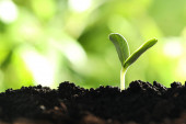 Картина, постер, плакат, фотообои "young vegetable seedling growing in soil outdoors, space for text", артикул 409194274