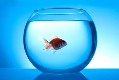 Mavi arka planda yuvarlak cam akvaryumda yüzen güzel, parlak, küçük bir balık.