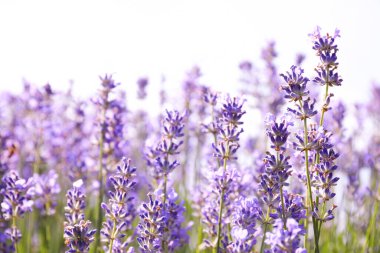 Güzel açan lavanta tarlası yaz günü, yakın plan.