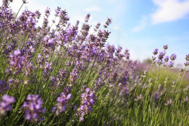Yaz günü açan güzel lavanta tarlası