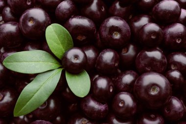 Arka plan olarak taze acai meyveleri, yakın plan.