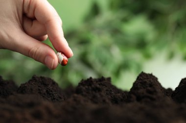Kadın verimli topraklara bulanık arka planda fasulye koyuyor, mesaj için yere yakın. Sebze tohumu ekme