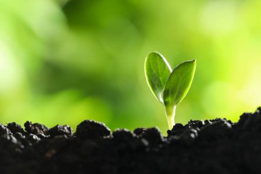 Toprakta yetişen taze sebze tohumu açık havada, metin için alan