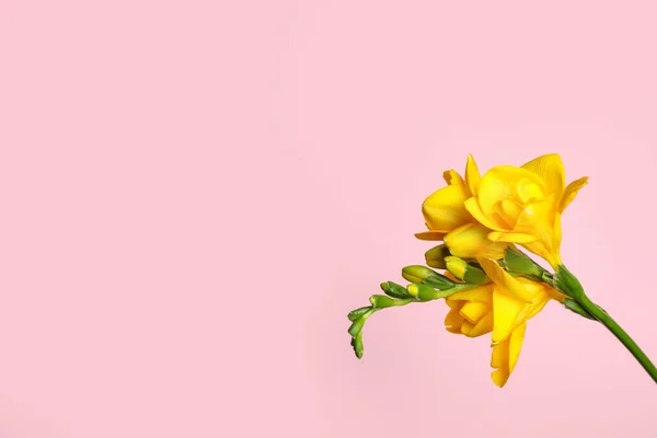 粉色背景上美丽的黄色菊花 案文的篇幅 — 图库照片