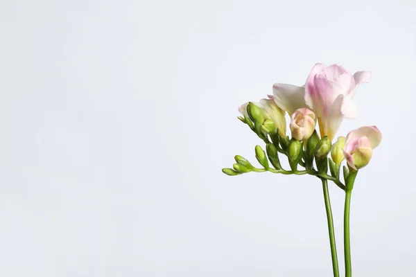 Прекрасна Квітуча Рожева Фрезія Світлому Фоні Простір Тексту — стокове фото
