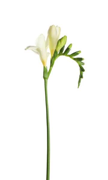 Gyönyörű Virágzó Frézia Virág Elszigetelt Fehér — Stock Fotó