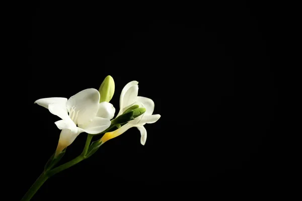 Beautiful White Freesia Flowers Black Background Space Text — Stock Photo, Image