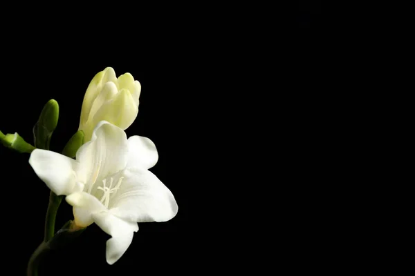 Siyah Arka Planda Güzel Beyaz Frezya Çiçekleri Metin Için Boşluk — Stok fotoğraf