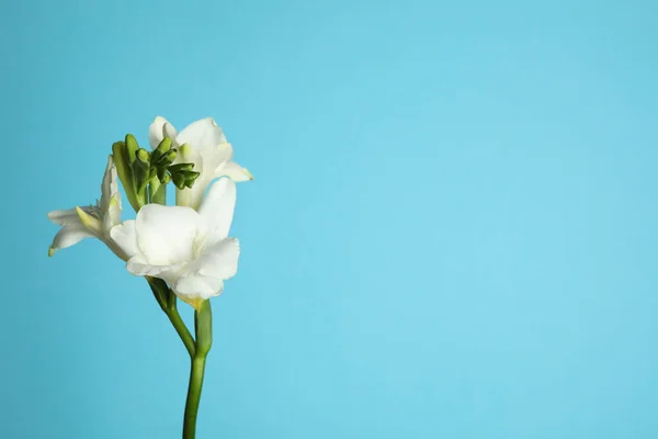 Mooie Freesia Bloemen Lichtblauwe Achtergrond Ruimte Voor Tekst — Stockfoto