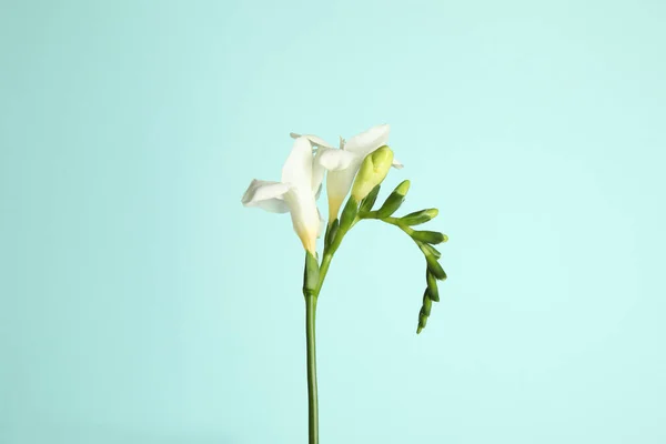 Mooie Freesia Bloemen Lichtblauwe Achtergrond — Stockfoto