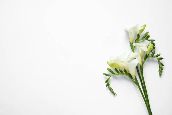 白い背景に美しいフリージアの花 トップビュー — ストック写真
