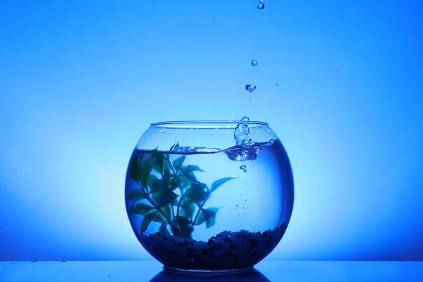 Salpicadura Agua Pecera Redonda Con Planta Decorativa Guijarros Sobre Fondo —  Fotos de Stock