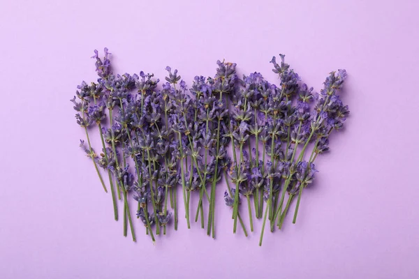 Schöne Lavendelblüten Auf Violettem Hintergrund Flache Lage — Stockfoto