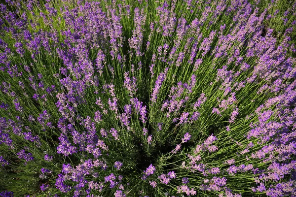 Prachtig Bloeiend Lavendelveld Zomerdag Bovenaanzicht — Stockfoto