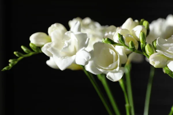 Schöner Strauß Mit Freesiablüten Auf Schwarzem Hintergrund Nahaufnahme — Stockfoto