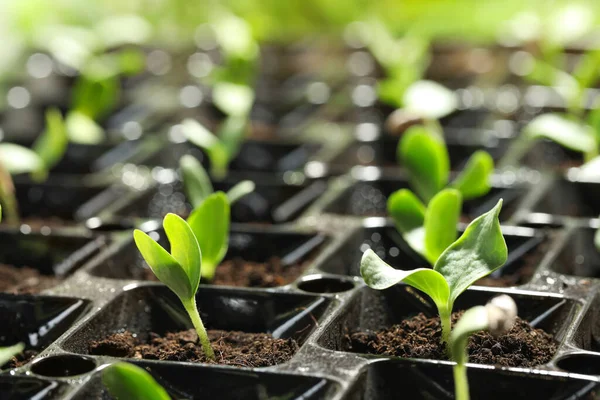 Plateau Semis Avec Jeunes Pousses Légumes Gros Plan — Photo